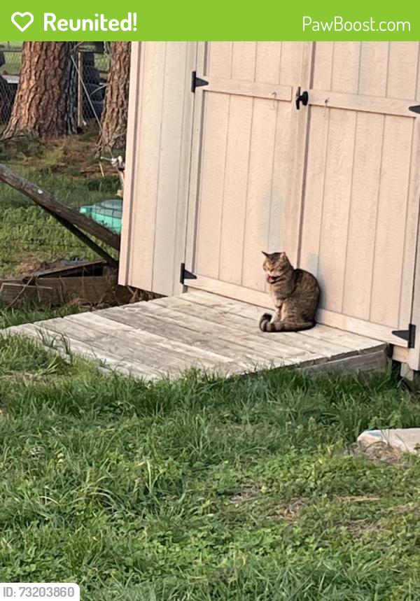 Reunited Female Cat last seen Marlin Road/Hwy 31W, White House, TN 37188