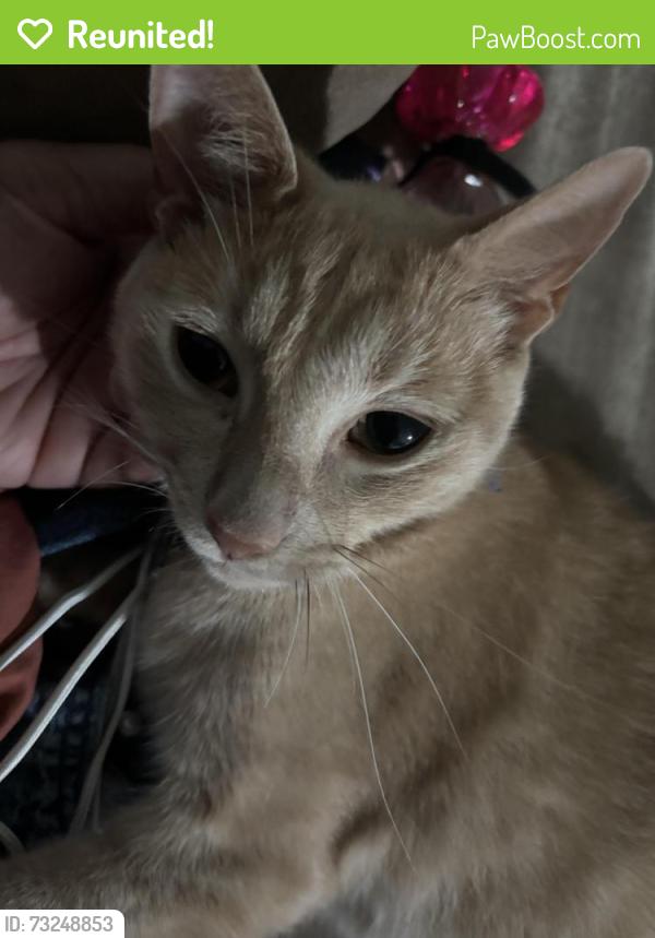 Reunited Male Cat last seen Rio bonito, Houston, TX 77083