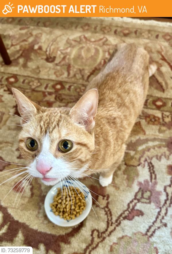 Found/Stray Female Cat last seen Lakeview and Addison, Richmond, VA 23220