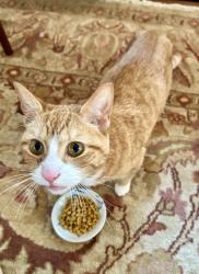 Found/Stray Female Cat last seen Lakeview and Addison, Richmond, VA 23220