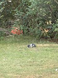 Found/Stray Unknown Rabbit last seen Sandy lane an stetson Street, Warwick, RI 02889