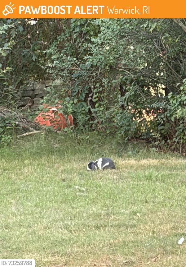 Found/Stray Unknown Rabbit last seen Sandy lane an stetson Street, Warwick, RI 02889