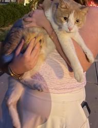 Found/Stray Male Cat last seen Fire Dept Station, Indianapolis, IN 46202
