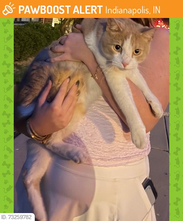 Found/Stray Male Cat last seen Fire Dept Station, Indianapolis, IN 46202