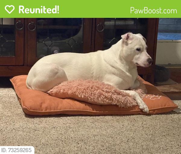 Reunited Male Dog last seen Forest and Audelia, Dallas, TX 75243