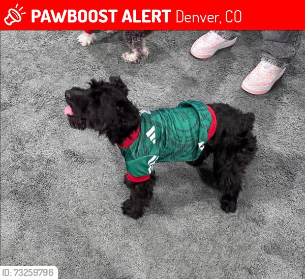 Lost Male Dog last seen Tower and 43rd, Denver, CO 80249