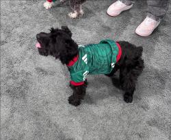 Lost Male Dog last seen Tower and 43rd, Denver, CO 80249