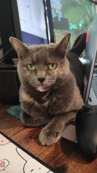 Reunited Female Cat last seen Pinnacle Street and Belmont Bay Drive, Woodbridge, VA 22191
