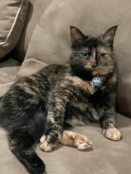 Reunited Female Cat last seen Hometown village waterstone, Oxford, MI 48371