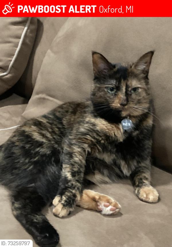 Found/Stray Female Cat last seen Hometown village waterstone, Oxford, MI 48371