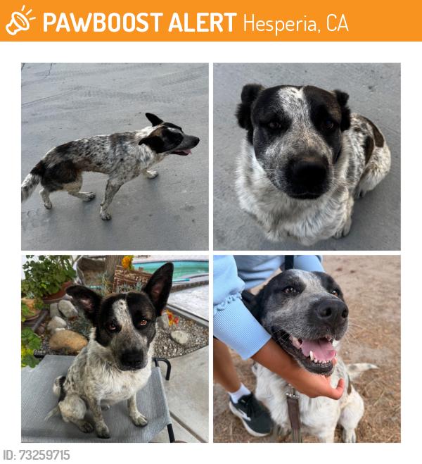 Found/Stray Male Dog last seen Santa Fe Ave & Live Oak St, near the train tracks, Hesperia, CA 92345