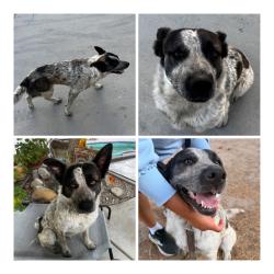 Found/Stray Male Dog last seen Santa Fe Ave & Live Oak St, near the train tracks, Hesperia, CA 92345