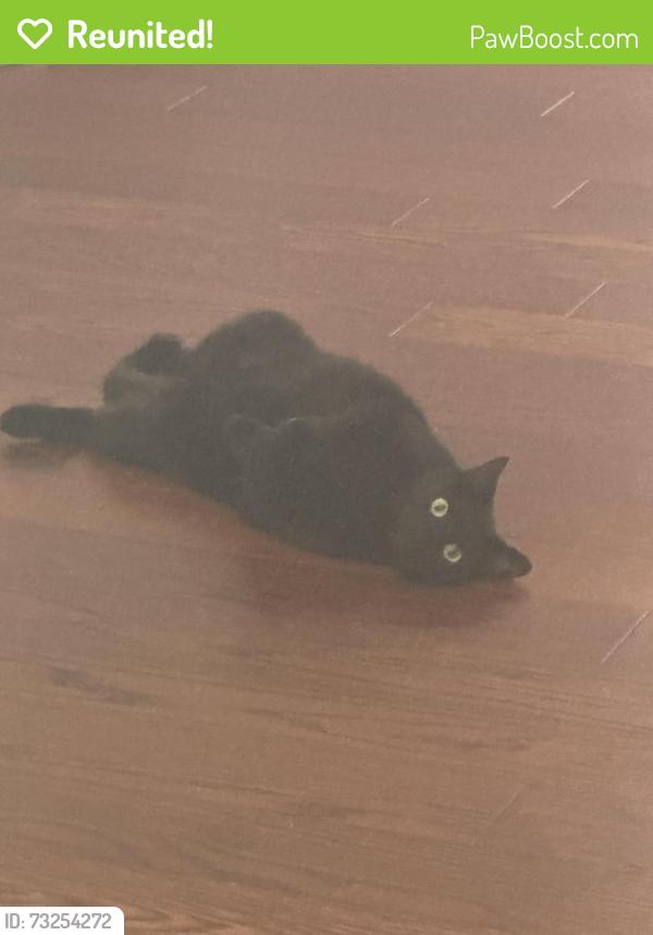 Reunited Female Cat last seen Near loganbury dr, Durham, NC 27713