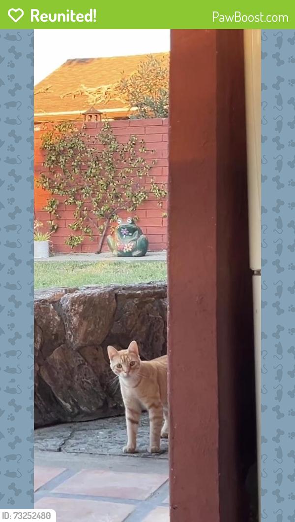 Reunited Male Cat last seen Kirker Pass, Concord, CA 94517