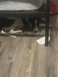 Lost Male Dog last seen Near Pennsylvania Ave, Kennedale, TX 76060