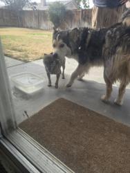 Found/Stray Male Dog last seen Luna and marshwood, Victorville, CA 92392
