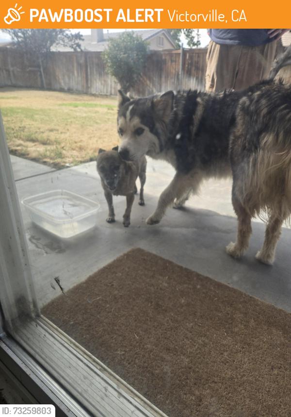 Found/Stray Male Dog last seen Luna and marshwood, Victorville, CA 92392