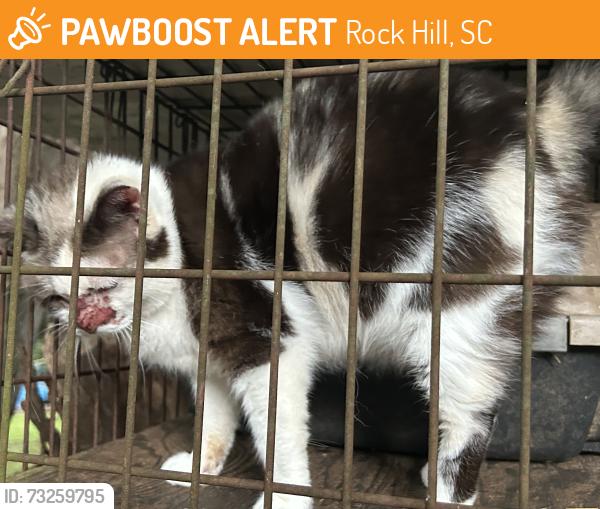Found/Stray Female Cat last seen Near Dollar general and Exxon on McConnells road, Rock Hill, SC 29732
