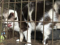 Found/Stray Female Cat last seen Near Dollar general and Exxon on McConnells road, Rock Hill, SC 29732