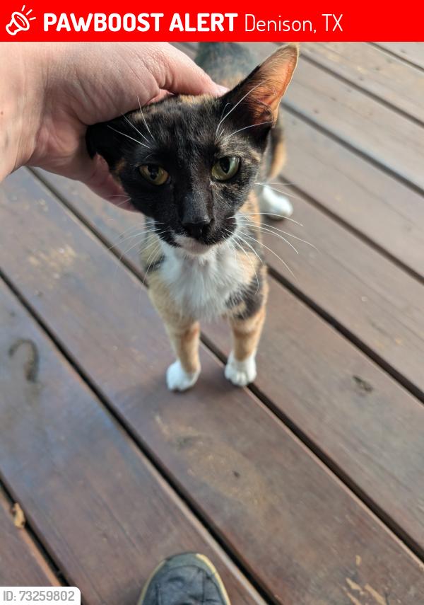 Lost Female Cat last seen Train tracks, Denison, TX 75020