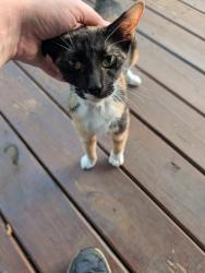 Lost Female Cat last seen Train tracks, Denison, TX 75020
