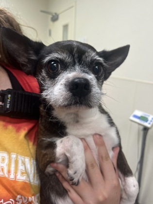Shelter Stray Male Dog last seen Sunset park in Middletown, Middletown, OH, 1820 Princeton Rd, Hamilton, OH 45011, USA