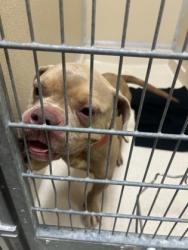 Shelter Stray Female Dog last seen Park in Liberty twsp, Liberty Twp, OH, 1820 Princeton Rd, Hamilton, OH 45011, USA