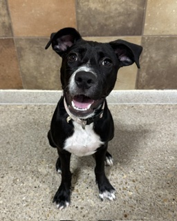 Shelter Stray Female Dog last seen , , TX, 355 Hillshire Dr, Haslet, TX 76052, USA