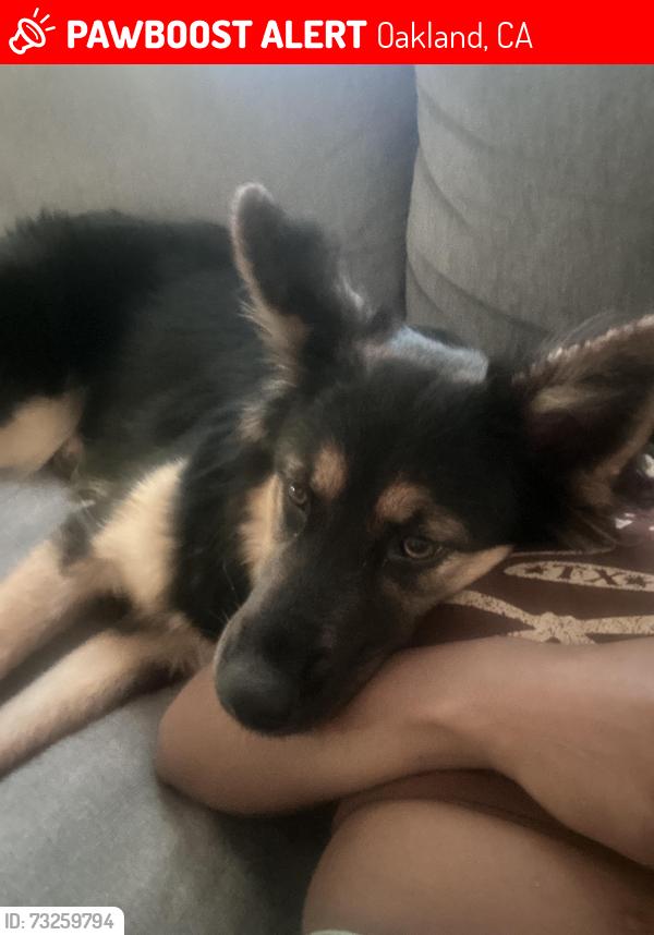 Lost Female Dog last seen Near 2260 Foothill Blvd Oakland, CA 94606 (Garfield Park), Oakland, CA 94606