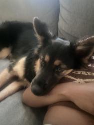 Lost Female Dog last seen Near 2260 Foothill Blvd Oakland, CA 94606 (Garfield Park), Oakland, CA 94606
