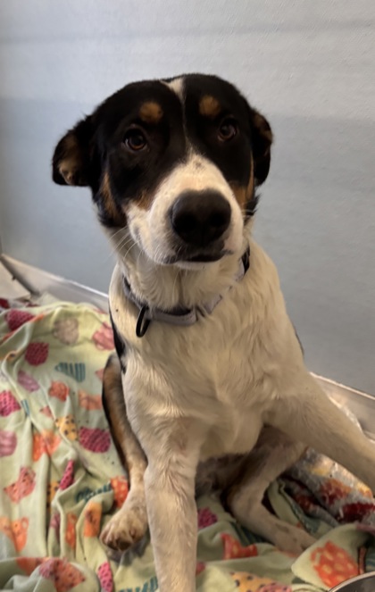 Shelter Stray Male Dog last seen W Mountain View Ave & S Chateau Fresno Ave, Caruthers Zone Fresno CO 1B 93609, CA, 1510 W Dan Ronquillo Dr, Fresno, CA 93706, USA