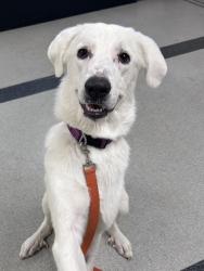 Shelter Stray Male Dog last seen Pettigrew Rd & Phillip Rd, Roseville City, CA, 200 Tahoe Ave, Roseville, CA 95678, USA