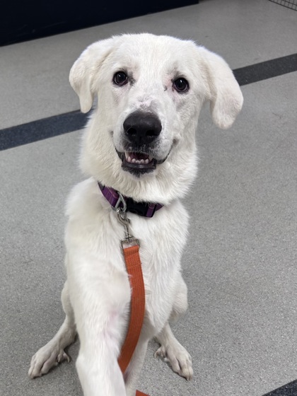 Shelter Stray Male Dog last seen Pettigrew Rd & Phillip Rd, Roseville City, CA, 200 Tahoe Ave, Roseville, CA 95678, USA