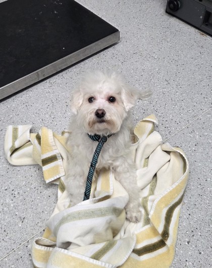 Shelter Stray Female Dog last seen Near Cunningham St, Oakland, CA, 1101 29th Ave, Oakland, CA 94601, USA