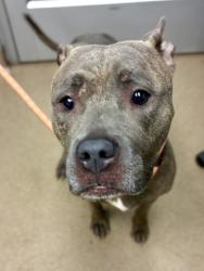 Shelter Stray Female Dog last seen Near Newgate Dr, 30035, GA, 3280 Chamblee Dunwoody Rd, Chamblee, GA 30341, USA