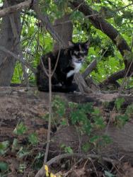 Found/Stray Female Cat last seen Orange St, Springfield, MA 01108