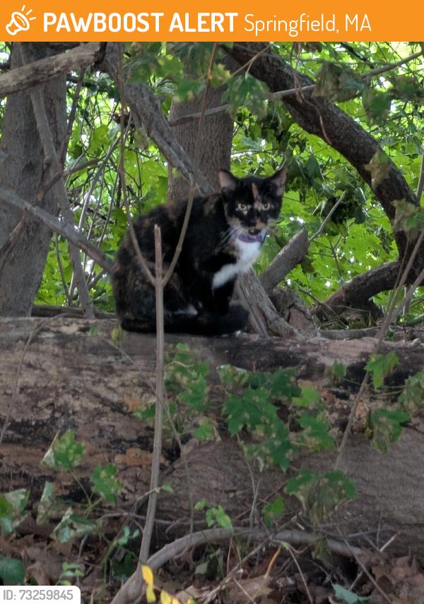 Found/Stray Female Cat last seen Orange St, Springfield, MA 01108