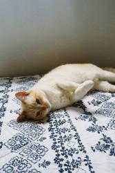 Lost Female Cat last seen Praça, Cidade Centenário, SP 03933-020