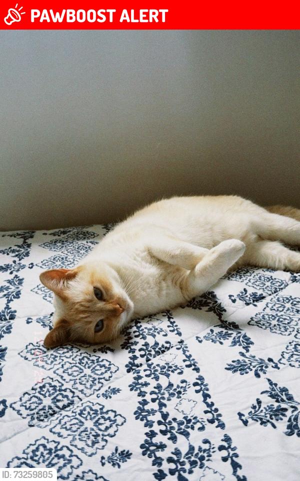 Lost Female Cat last seen Praça, Cidade Centenário, SP 03933-020