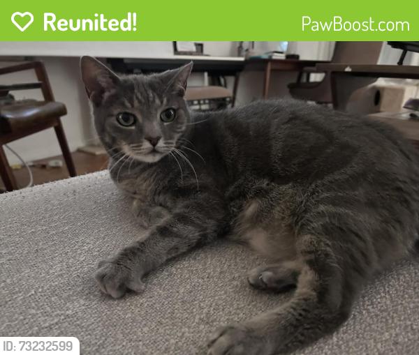 Reunited Male Cat last seen Near willowbrook ave. Los Angeles, CA 90029, Los Angeles, CA 90029