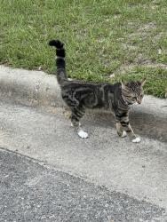 Found/Stray Male Cat last seen Main Street, Hope Mills, NC 28348