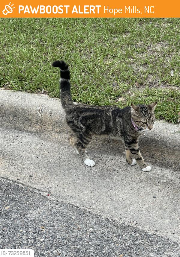 Found/Stray Male Cat last seen Main Street, Hope Mills, NC 28348