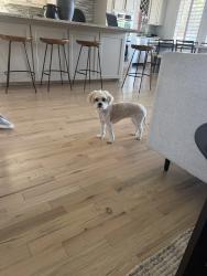 Reunited Female Dog last seen Frisco, TX, USA, Frisco, TX 75034