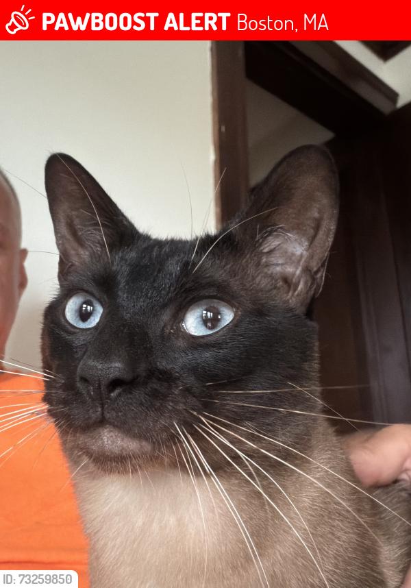 Lost Male Cat last seen Near Centre st, Boston, MA 02132