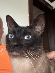 Lost Male Cat last seen Near Centre st, Boston, MA 02132