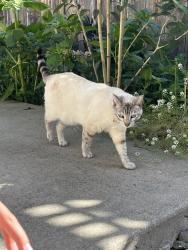 Lost Female Cat last seen Near blossom way, Hayward, CA 94541