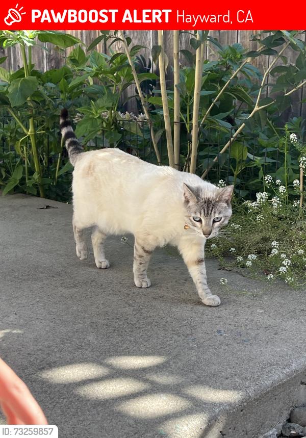 Lost Female Cat last seen Near blossom way, Hayward, CA 94541