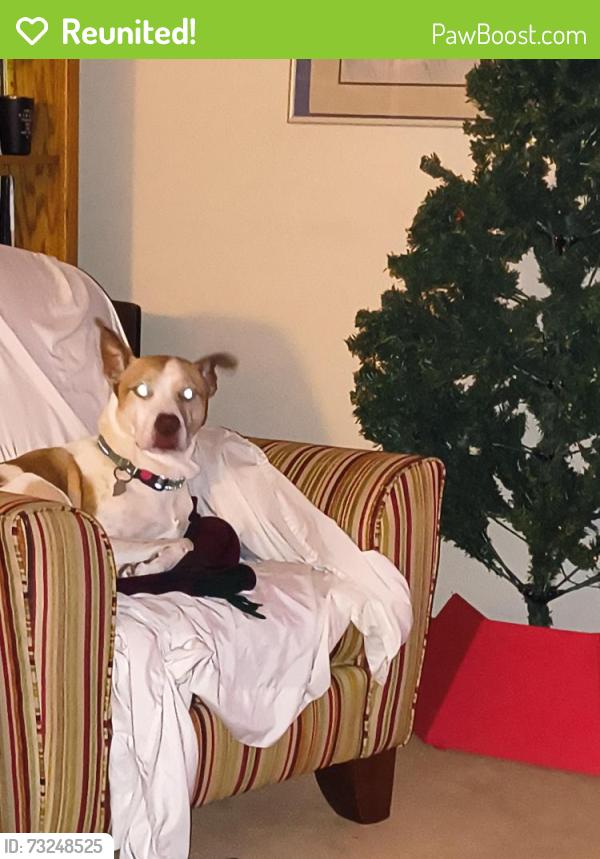 Reunited Female Dog last seen Garden Ridge and 35, Lewisville, TX 75077
