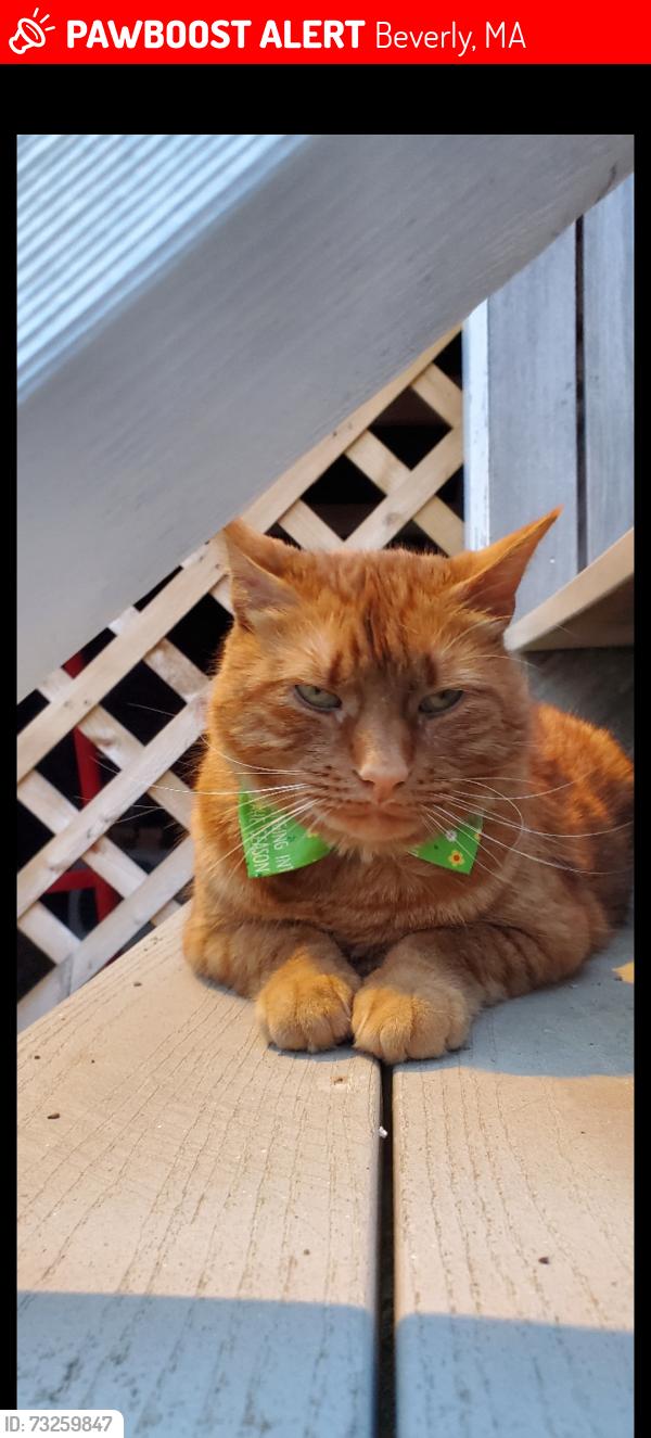 Lost Male Cat last seen Mullberry Street, Beverly, MA 01915