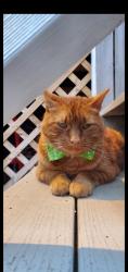 Lost Male Cat last seen Mullberry Street, Beverly, MA 01915